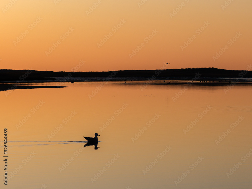 A seagull floats through a golden sunset