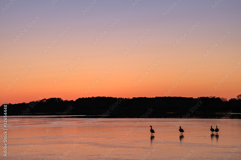 Silhouettes of 4 geese walking on ice under an orange sunset