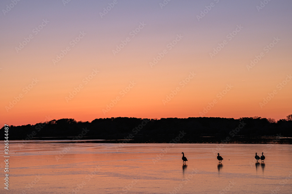 Fototapeta premium Silhouettes of 4 geese walking on ice under an orange sunset