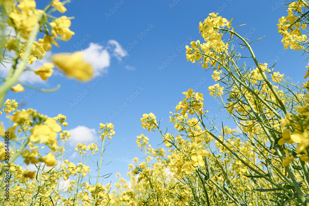 Rapeseed flowers against blue sky - view from low angle.