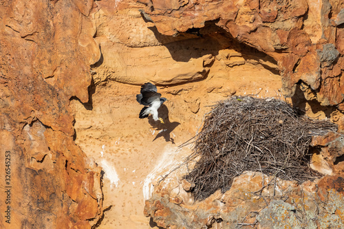 Geranoaetus melanoleucus (Black-chested Buzzard-Eagle) flying back to its nest photo