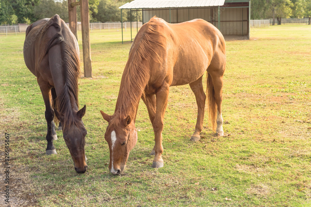 Two brown horses grazing grass at public park in Houston, Texas Two brown horses grazing grass at public park in Houston, Texas