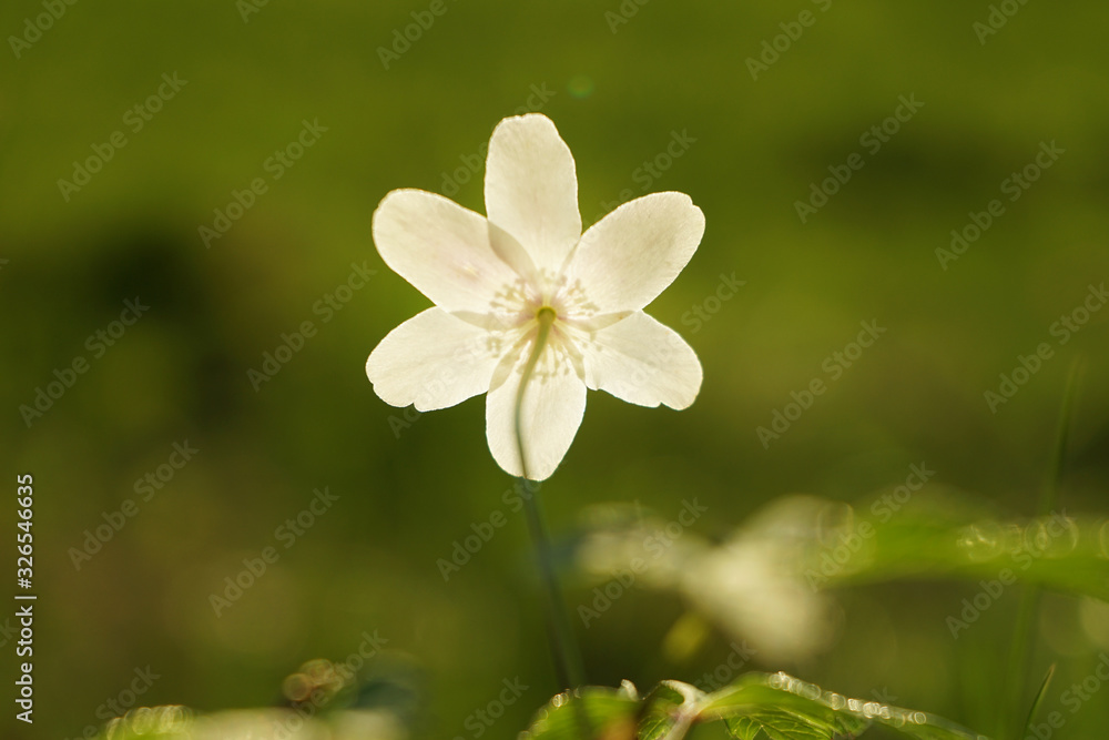 Alone white anemone flower on a blurred background.