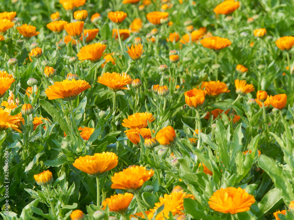 一面に咲くキンセンカの花畑（オレンジ色）