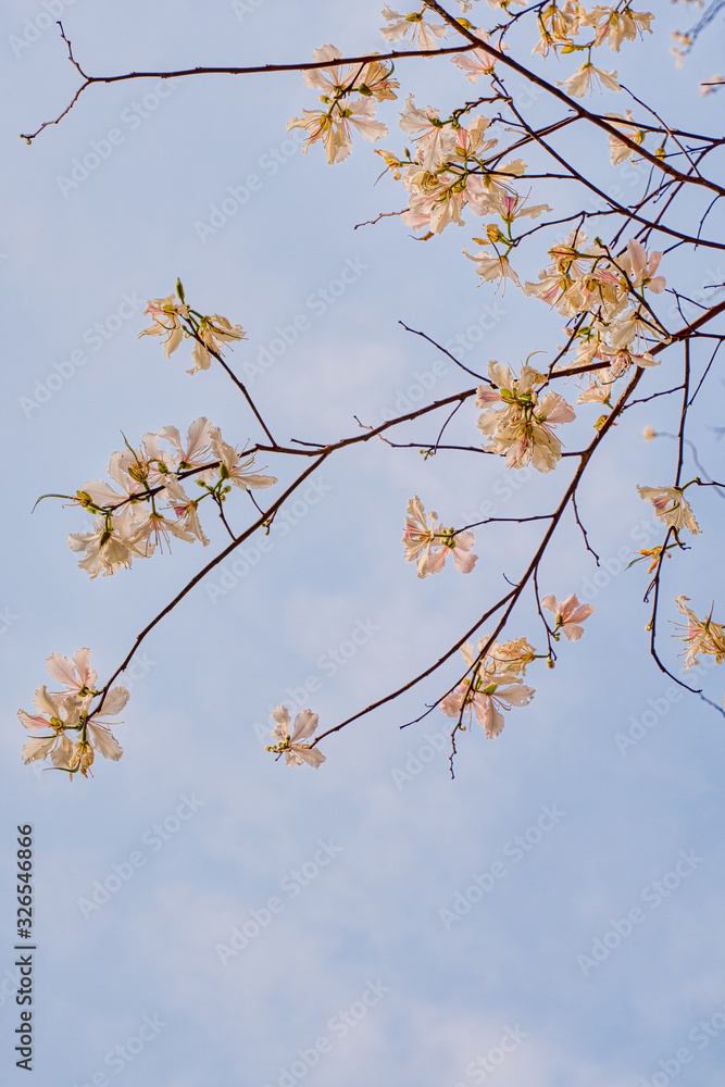 natural flowers background of white mountain ebony tree flowers natural flowers background of white mountain ebony tree flowers