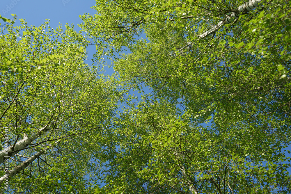 Fototapeta premium Natural background - a spring birch wood.