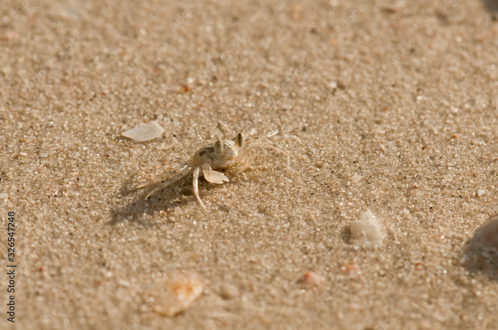 Small crab on the beach at Langkawi, Malaysia