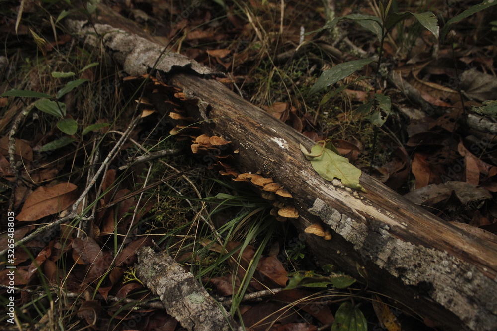mushroom on tree mushroom on tree