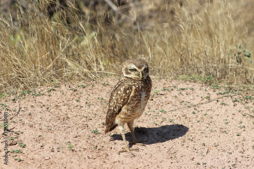 owl
