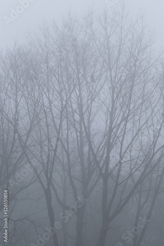 冬の森を静かな霧が流れる