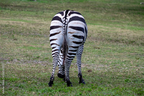 A rear view of a zebra standing and grazing on green grass. The ground is sightly raised in the background.The zoo animal has vertical black and white stripes on its coat with a long tail. 