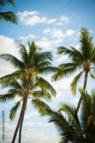 Palm trees with afternoon light and blue sky