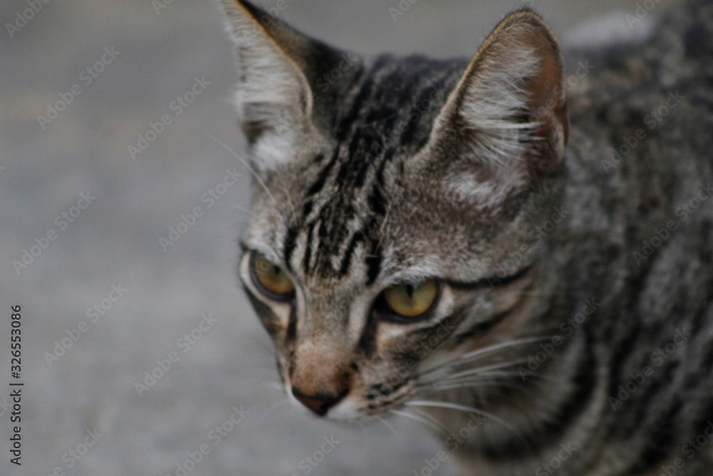 Gato Gato