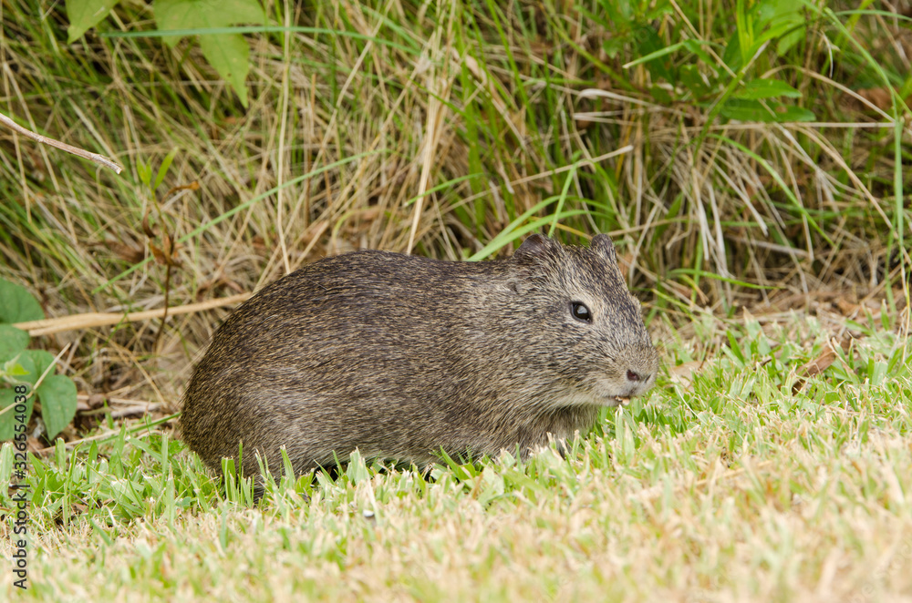 Brazilian guinea pig (Cavia aperea) eating grass Brazilian guinea pig (Cavia aperea) eating grass