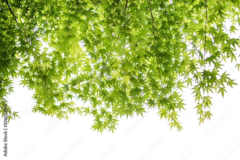 Green maple leaves and branches isolated on white background Green maple leaves and branches isolated on white background