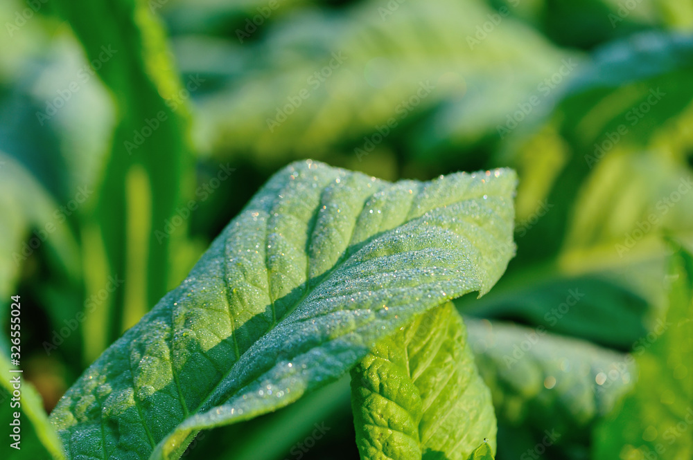 Green lettuce leaf with dew in sunshine vegetable garden Green lettuce leaf with dew in sunshine vegetable garden