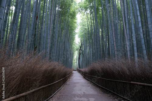 Arashiyama Bamboo Forest in summer morning, Kyoto, Japan