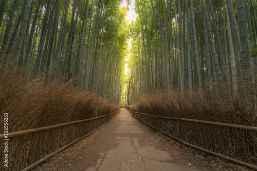 Arashiyama Bamboo Forest in summer morning  Kyoto  Japan