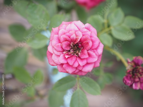 pink flower in the garden