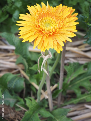 yellow flower in garden