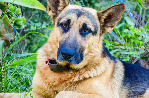 Картината върху платно Dog Black German