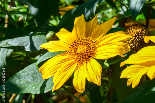 Yellow flower