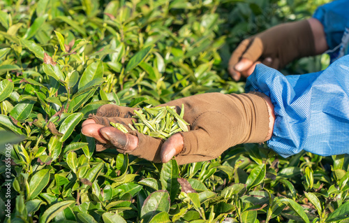 Worker on tea planation. Woman showing tea leaves photo