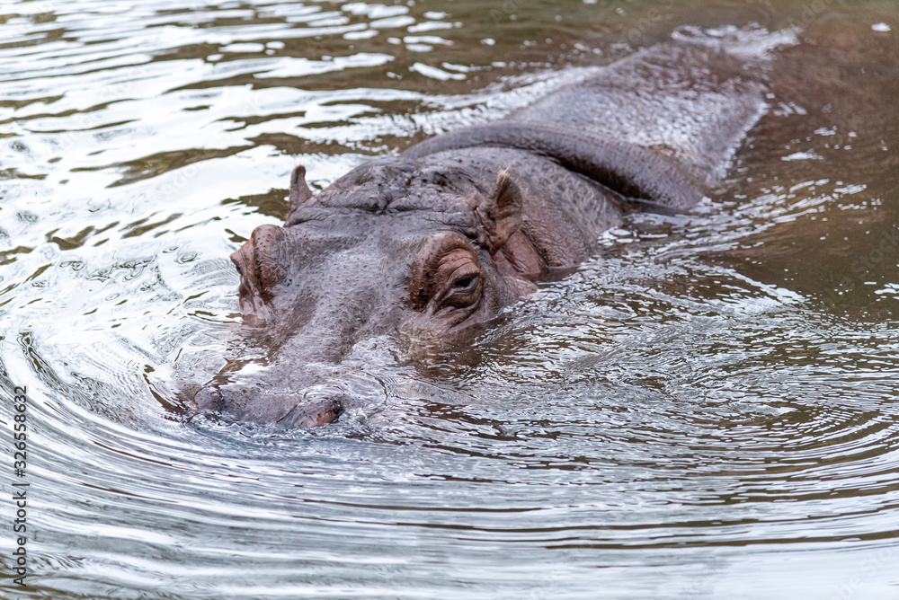 Fototapeta premium カバ