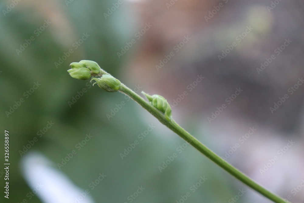A close-up of a green stem and a budding bud on it, blurring the background A close-up of a green stem and a budding bud on it, blurring the background