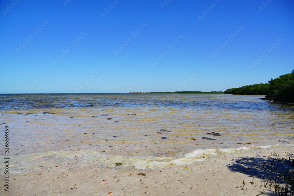 Florida palm harbor beach landscape Florida palm harbor beach landscape