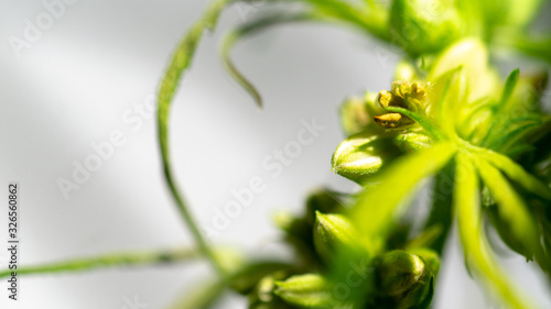 Cannabis Hermaphrodite Marijuana Weed Plant with flower and seeds
