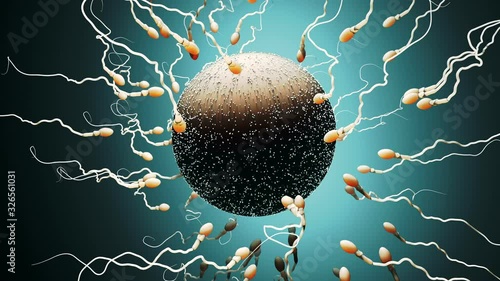 Fertilization, sperm marathon to fertilize the egg