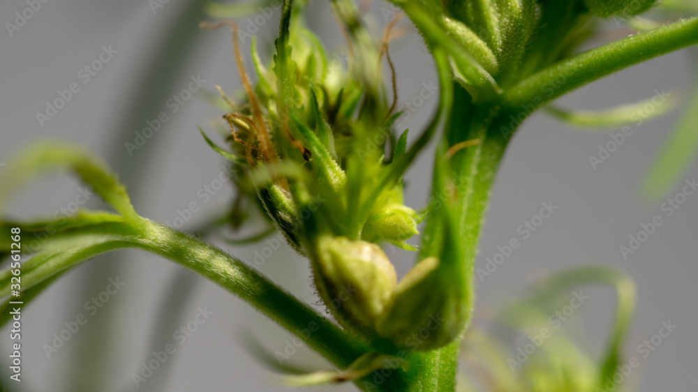 Cannabis Hermaphrodite Marijuana Weed Plant with flower and seeds Stock