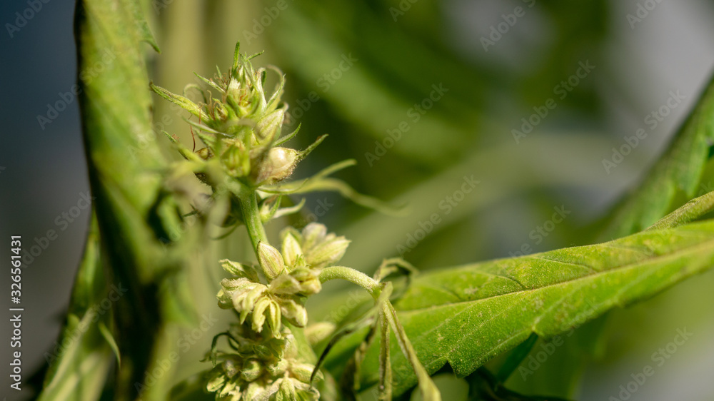 Cannabis Hermaphrodite Marijuana Weed Plant with flower and seeds Cannabis Hermaphrodite Marijuana Weed Plant with flower and seeds