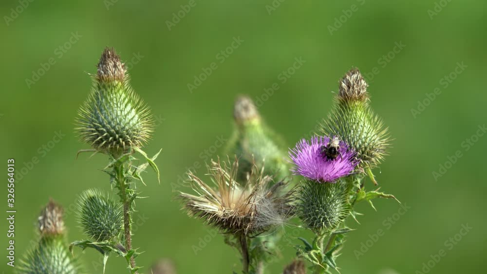 Thistle and bee. Macro shot of thistle flower in bloom and moving in the wind. Thistle and bee. Macro shot of thistle flower in bloom and moving in the wind.