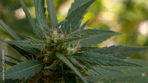 Cannabis Bud Plant Bloom Dr. Greenthumb seeds