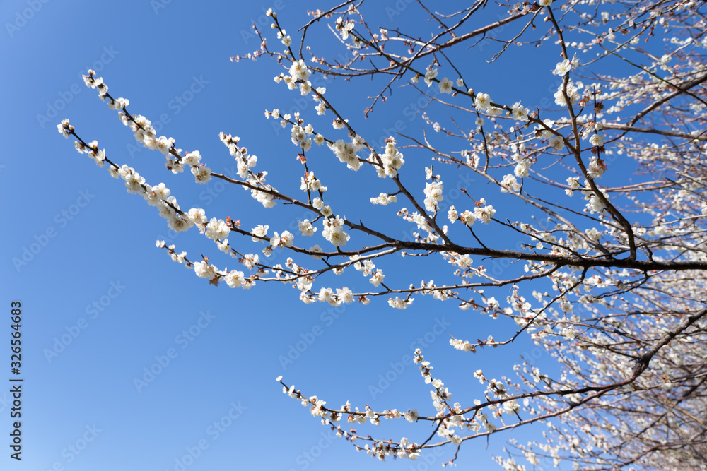 Plum blossom