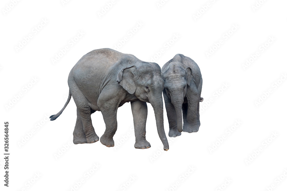 Young Asian Elephant isolated on white background Young Asian Elephant isolated on white background