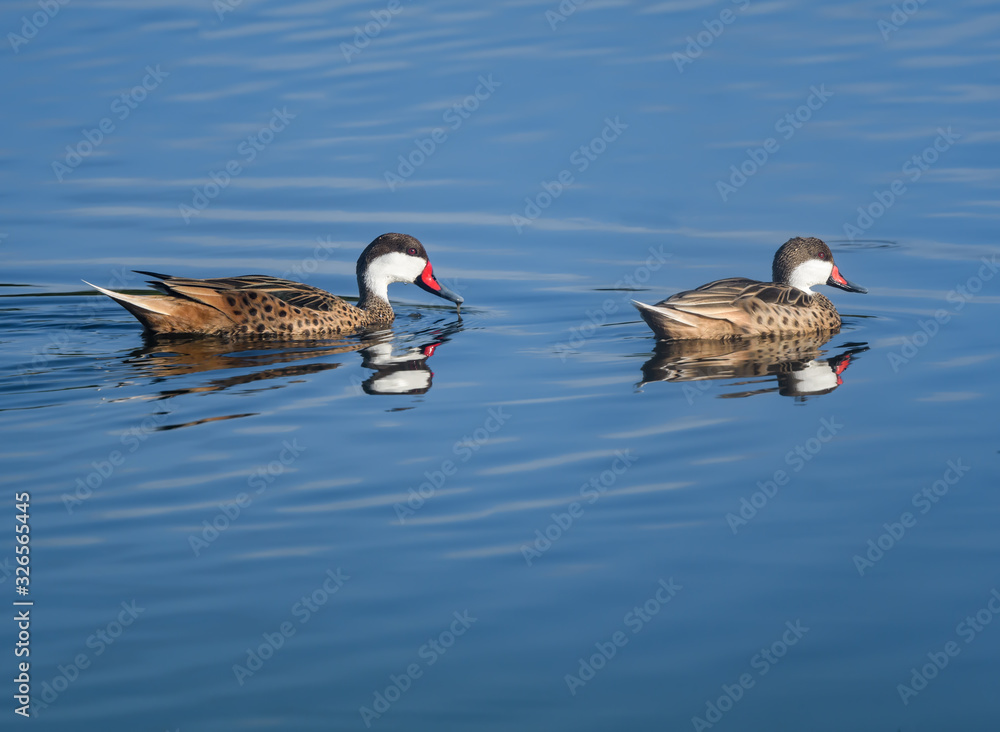 Male and Female White-cheeked Pintails with Reflection Swimming in Blue Water Male and Female White-cheeked Pintails with Reflection Swimming in Blue Water