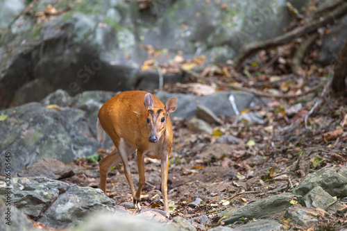 Barking deer or Muntjac walking around in the forest © chamnan phanthong