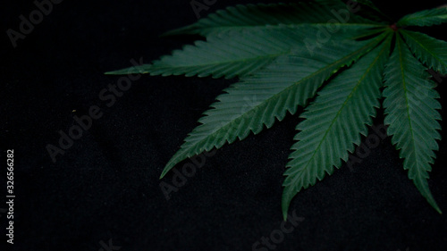 Cannabis Weed Leaf in Black Background Macro Plants
