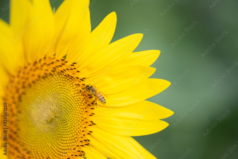 Obraz premium Sunflower blooming, honey bee pollinating