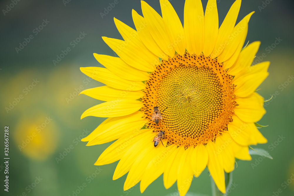 Obraz premium Sunflower blooming, honey bee pollinating