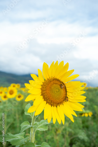 Sunflower blooming  honey bee pollinating