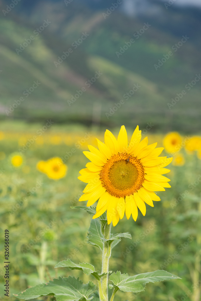 Obraz premium Sunflower blooming, honey bee pollinating
