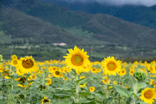 Sunflower blooming, sunflower field, blue sky © MiekoPhoto