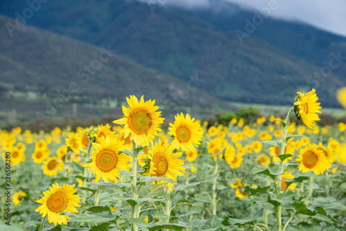 Sunflower blooming, sunflower field, blue sky