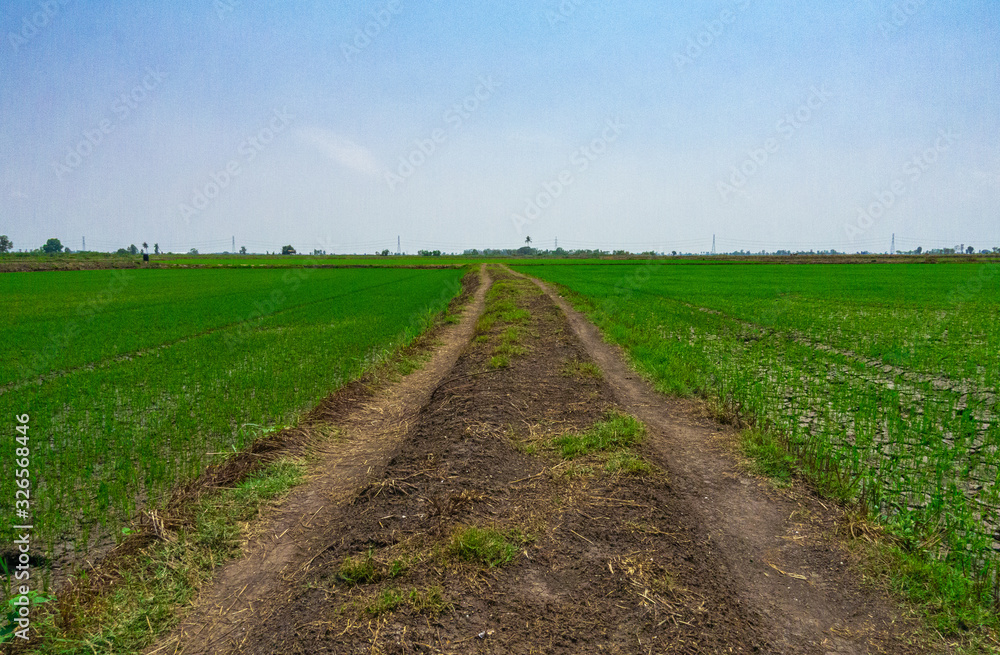 Dirt road, leading straight, surrounded by green rice field plantation on a bright blue sky day.