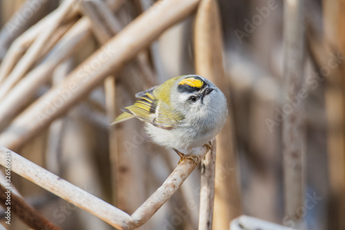 A picture of a Golden-crowned Kinglet perching on the branch.    Vancouver  BC  Canada photo