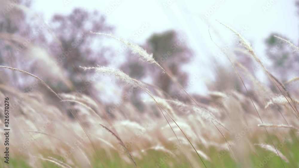 Close up Swaying grass in the lawn Close up Swaying grass in the lawn